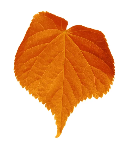Herbst Tilia Blatt — Stockfoto