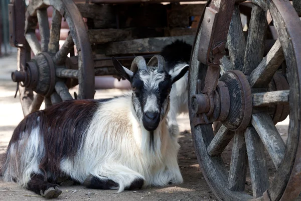 Capra che riposa sotto vecchio carrello — Foto Stock