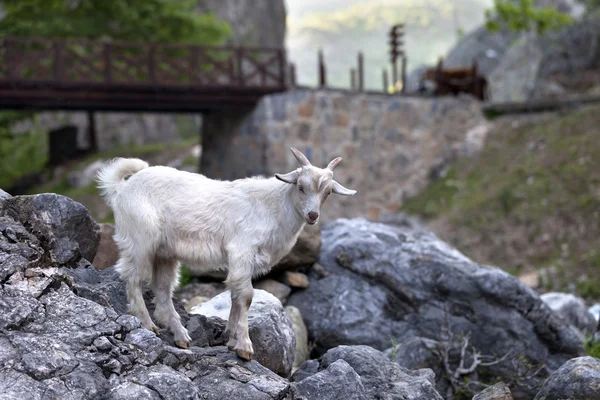 Junge Weiße Ziege auf Steinen — Stockfoto