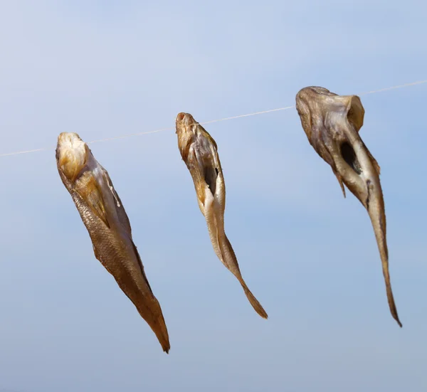 Drie grondels vis drogen op zon — Stockfoto