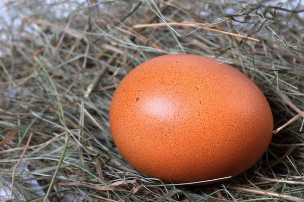 Chicken egg in nest — Stock Photo, Image