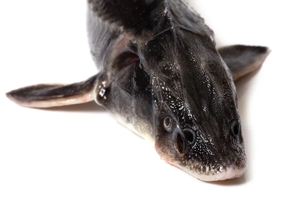 신선한 sterlet 생선 머리 — 스톡 사진