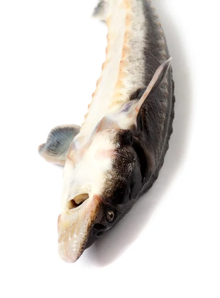 Dead fresh sterlet fish — Stock Photo, Image