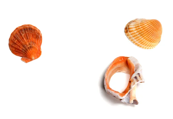 Two seashells and broken rapana — Stock Photo, Image