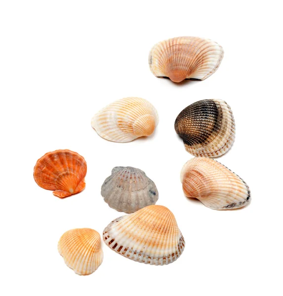 Seashells isolated on white — Stock Photo, Image