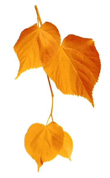 Vergilbte Blätter auf weißem Hintergrund — Stockfoto