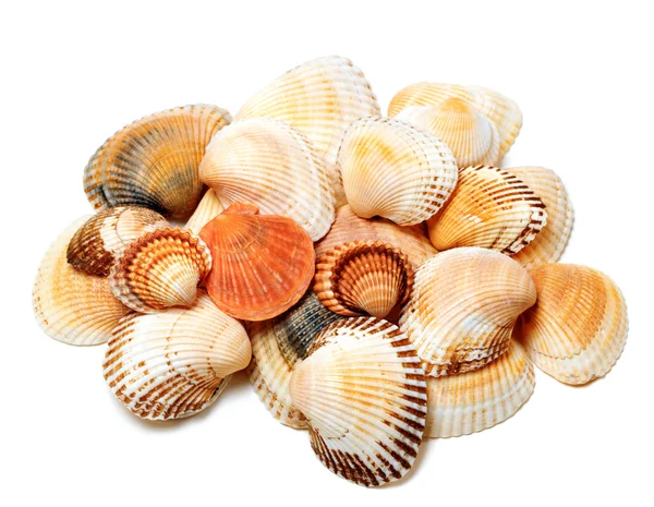 Seashells of anadara and scallop — Stock Photo, Image
