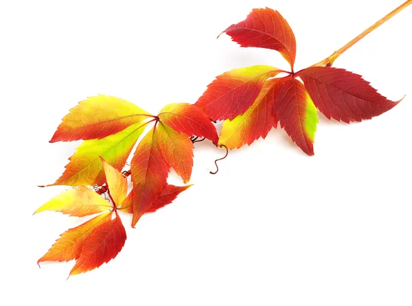 Branch of autumn grapes leaves (Parthenocissus quinquefolia foli — Stock Photo, Image