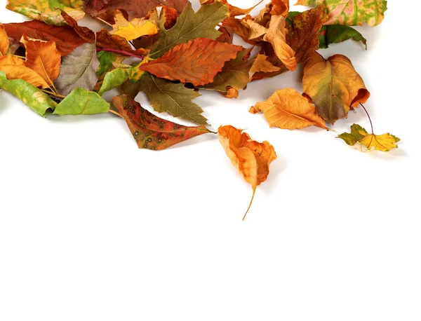 Otoño secada hojas aisladas sobre fondo blanco —  Fotos de Stock