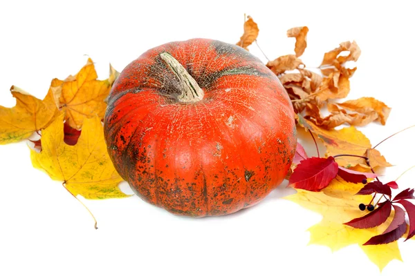 Red ripe pumpkin with autumn leaves — Stock Photo, Image