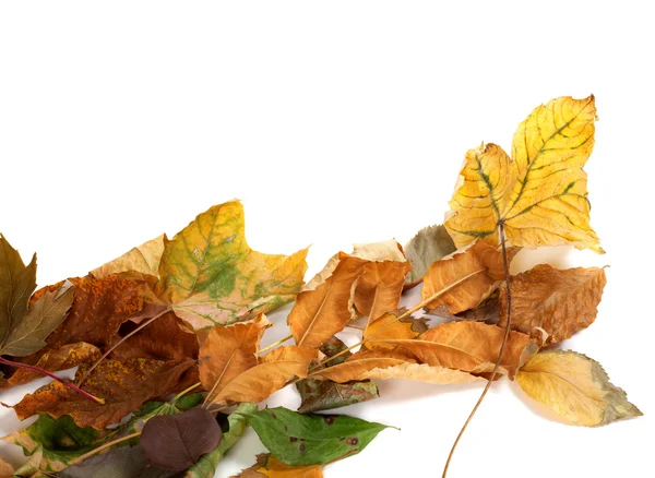 Hojas secada de otoño —  Fotos de Stock