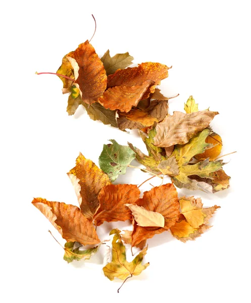 Hojas secada de otoño sobre fondo blanco —  Fotos de Stock
