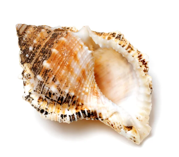 Shell of Tutufa bubo (frog snail) on white — Stock Photo, Image