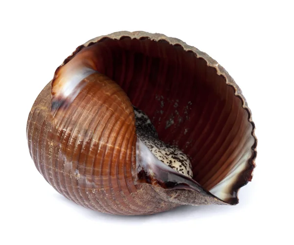Bardzo duży ślimak na żywo morze (Tonna galea lub gigantyczne tun) — Zdjęcie stockowe