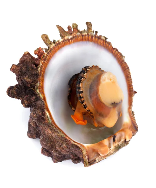 Rauwe schaal-en schelpdieren in geopende shell — Stockfoto