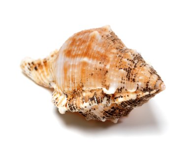 Bursa bubo kabuk