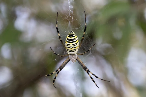A spiderweb pók — Stock Fotó