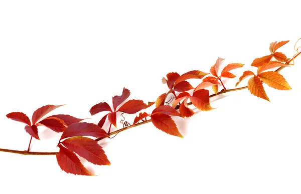 Twig of autumn grapes leaves — Stock Photo, Image