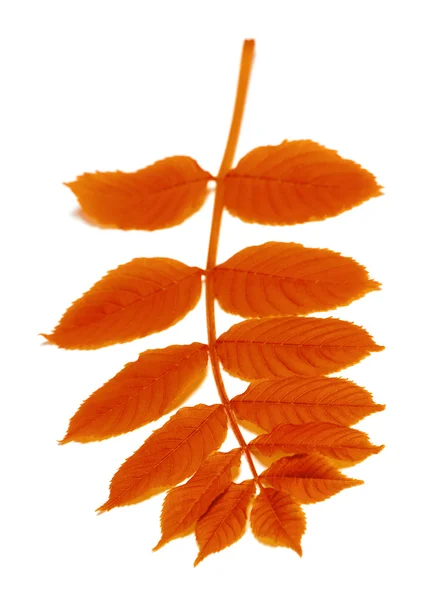 Autumn rowan leaves on white — Stock Photo, Image