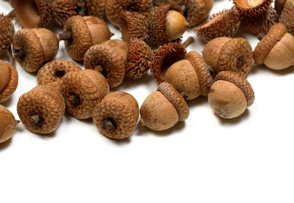 Autumn acorns on white background — Stock Photo, Image