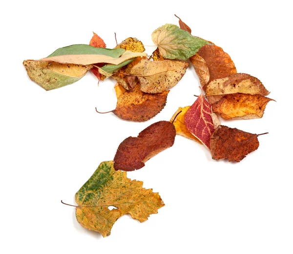 Multicolor autumn dry leafs — Stock Photo, Image