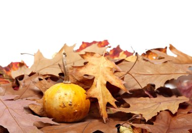 Küçük dekoratif kabak üzerinde Sonbahar Kuru meşe yaprakları