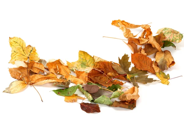 Autumn dried leafs isolated on white — Stock Photo, Image