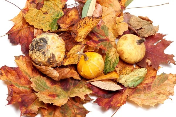 Tři malé dekorativní dýně na podzim listí — Stock fotografie