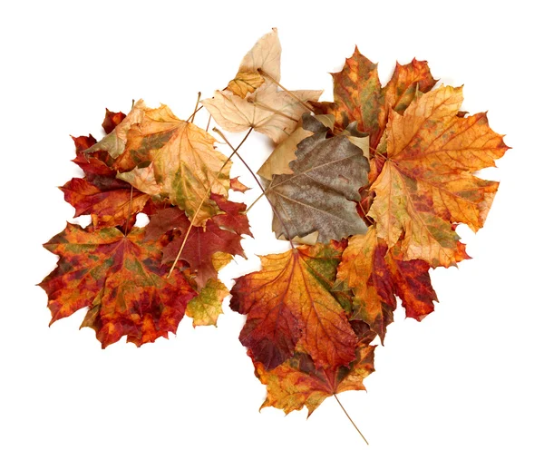 Podzimní barevná maple leafs — Stock fotografie