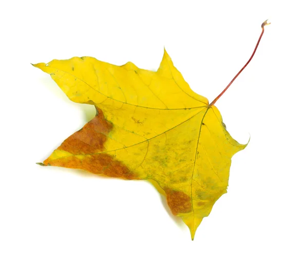 秋の多色のメープル リーフ — ストック写真
