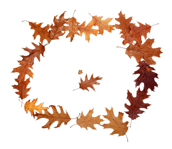 框架的秋天干燥的橡树叶 — 图库照片