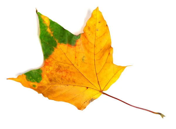 Sonbahar çok renkli akçaağaç yaprağı — Stok fotoğraf