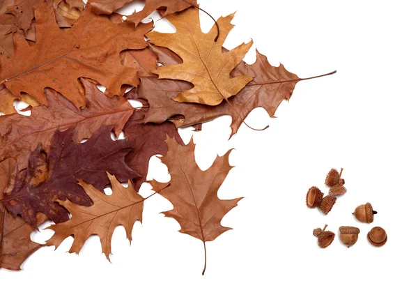 Φθινόπωρο αποξηραμένα φύλλα δρυός και βελανίδια — Φωτογραφία Αρχείου