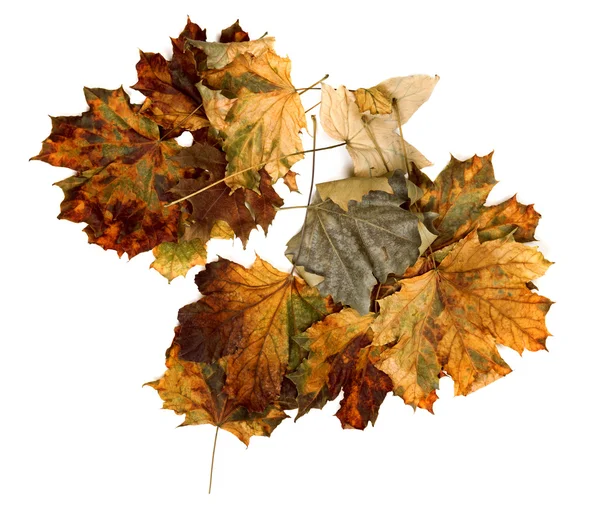 Autumn dry maple leafs — Stock Photo, Image