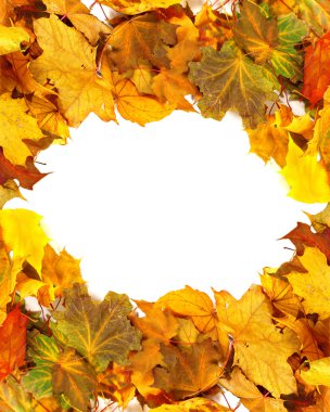 Sonbahar Kuru maple leafs-arka plan