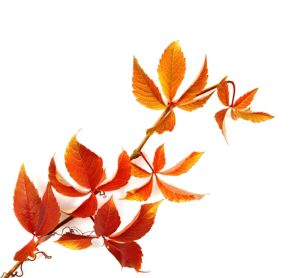 Branch of red autumn grapes leaves — Stock Photo, Image