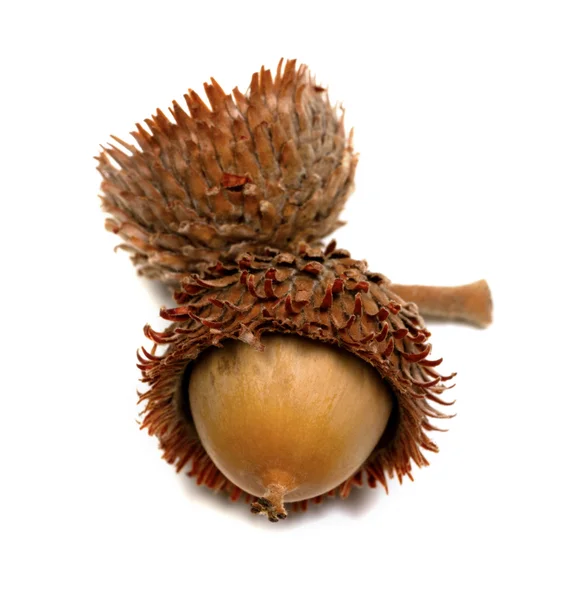 Осенний дуб acorn на белом — стоковое фото