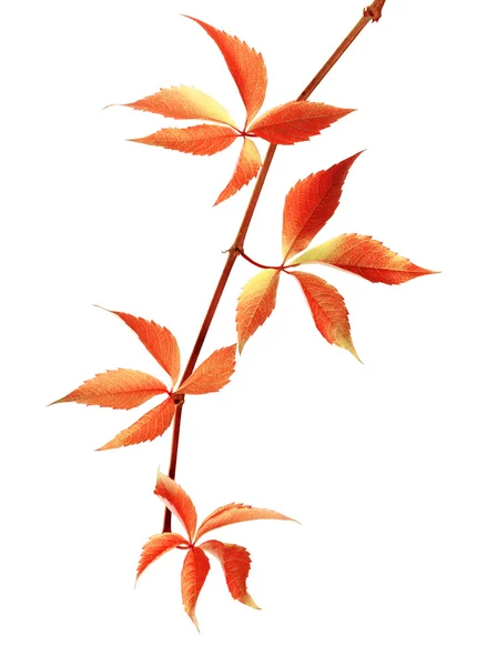 Autumn red branch of grapes leaves — Stock Photo, Image