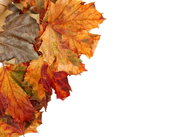 Осень Разноцветные кленовые листья — стоковое фото
