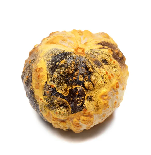 Small decorative pumpkin — Stock Photo, Image