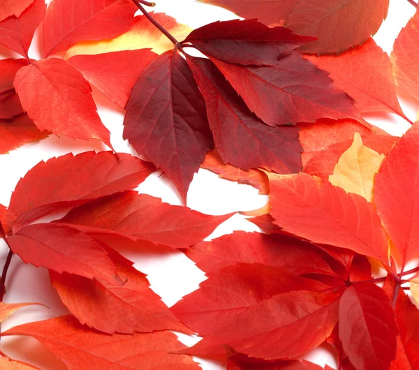 Rode herfstbladeren verspreid. Virginia creeper bladeren. — Stockfoto