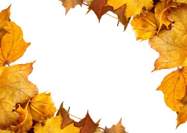 Sonbahar sarı akçaağaç yaprakları kopya alanı ile arka plan