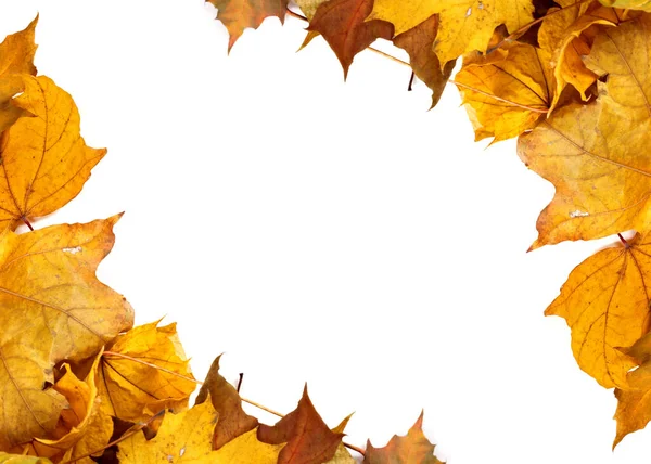 Herbst Gelbe Ahornblätter Hintergrund Mit Kopierraum — Stockfoto