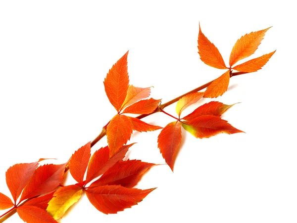 Red Autum Branch Grapes Leaves Parthenocissus Quinquefolia Foliage Isolated White — Stock Photo, Image