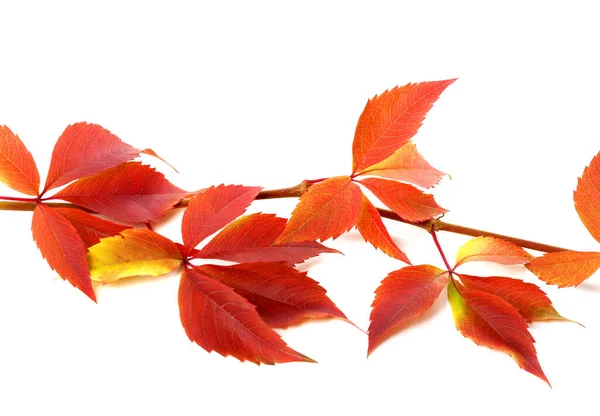 Red Autumnal Branch Grapes Leaves Parthenocissus Quinquefolia Foliage Isolated White — Stock Photo, Image
