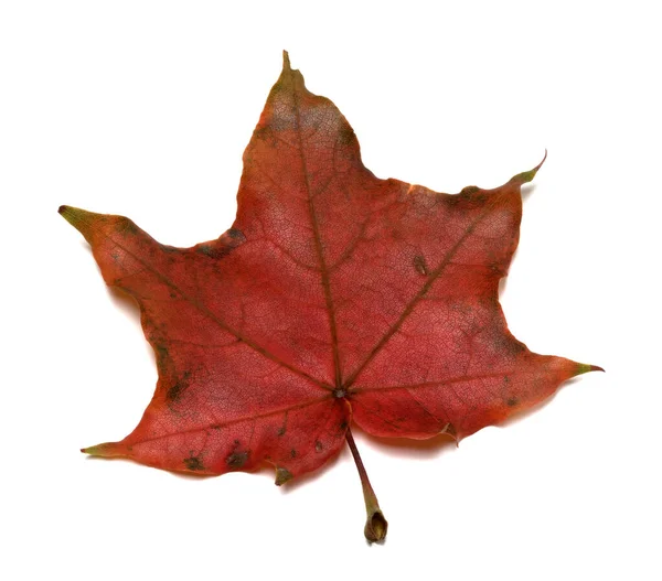 Ciemnoczerwony Jesienny Liść Klonu Izolacja Białym Tle — Zdjęcie stockowe