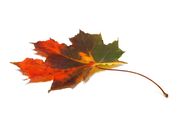 Beyaz Arka Planda Çok Renkli Sonbahar Akçaağaç Yaprağı Izole Edilmiş — Stok fotoğraf