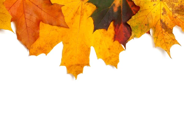 Herbst Mehrfarbige Ahornblätter Isoliert Auf Weißem Hintergrund Mit Kopierraum — Stockfoto