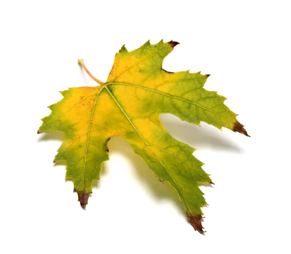 Herbst Vergilbtes Blatt Isoliert Auf Weißem Hintergrund Selektiver Fokus — Stockfoto