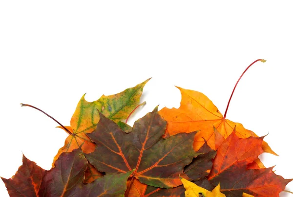 Herfst Multicolor Esdoorn Bladeren Geïsoleerd Witte Achtergrond Met Kopieerruimte — Stockfoto